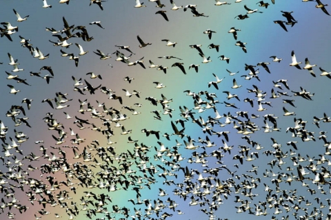 white geese flying in air with rainbow in background