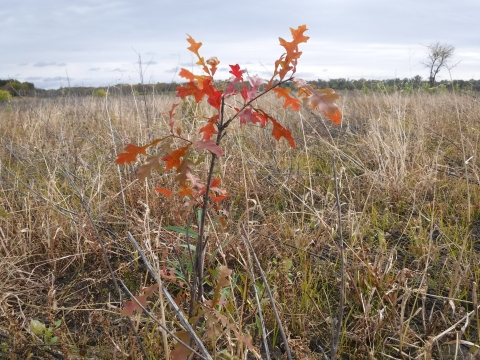 Tiny tree with reddish orange leaves in a field.