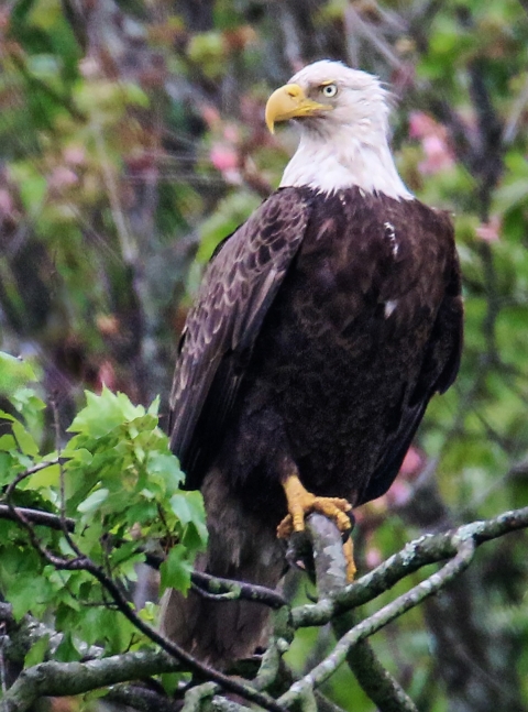 Bald Eagle perched on a tree limb