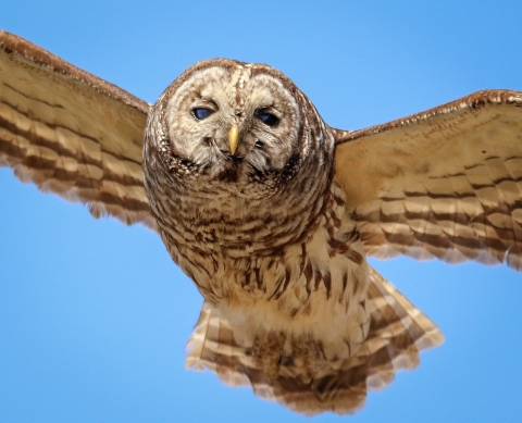 Barred Owl in flight