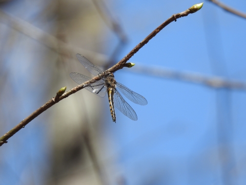 A dragonfly hangs from the underside of a tree twig. It has an orange and black body.