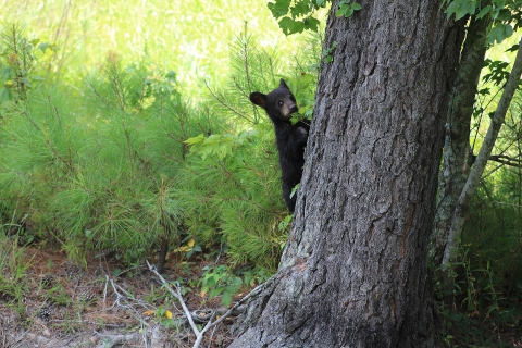 Bear cub starting to climb a tree and looking into the camera as if getting caught