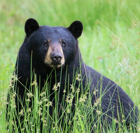 Black Bear sitting in the sedges