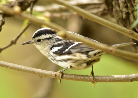 Black-and-white warbler perched on thin branch facing sideways