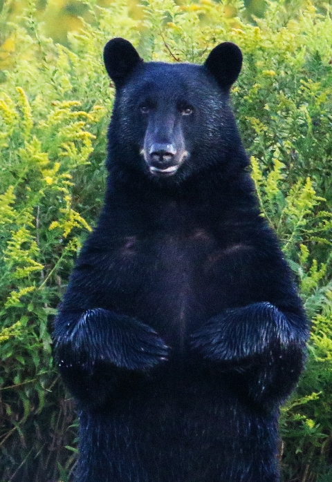 Black Bear standing up straight on hind legs.