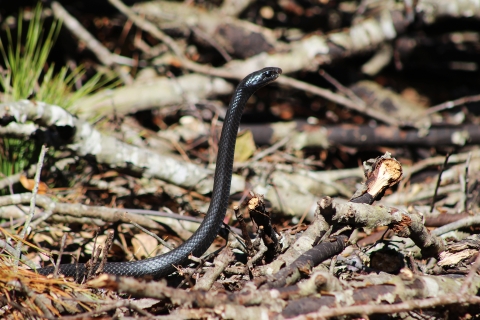 Black Racer snake with its head raised