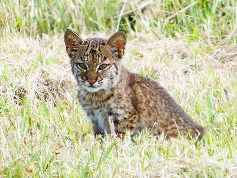 Bobcat kitten sitting in short grass