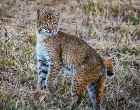 Bobcat walking through the grasses