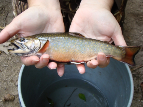 Human holds brook trout at Midwest Fisheries Center