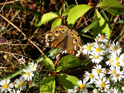 Buckeye butterfly, with orange, brown and white coloring, landed on a White Heath Aster plant