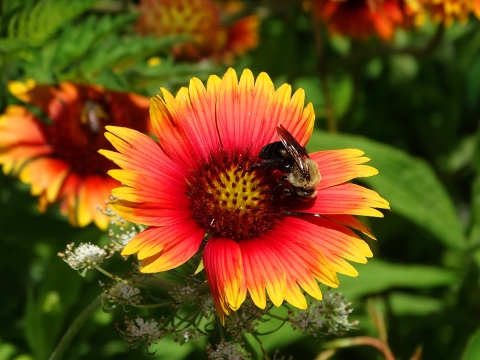A bumblebee landed on a brightly colored red/orange and yellow Blanket Flower