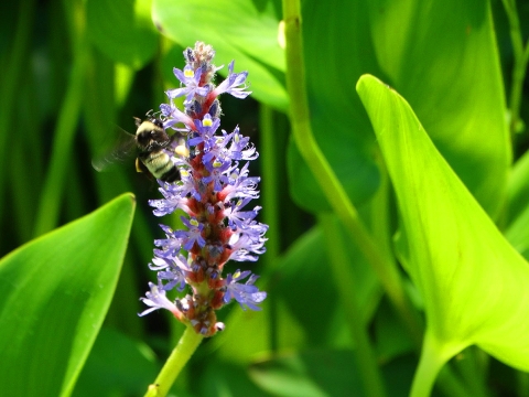 A Bumblebee hovering on a purple spike of Pickerelweed flowers
