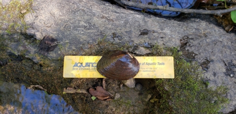 Canoe Creek Clubshell sitting on a 6 inch yellow ruler on a rock next to the creek.