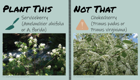 Split panel. On the left, text reads “Plant This” with a trowel symbol and the words “Serviceberry (Amelanchier alnifolia or A. florida). Below text, image of shrub with healthy green leaves and white flowers. On the right, text reads “Not that” with a caution symbol and the words “Chokecherry (Prunus padus or prunus virginiana)”. Below text, image of tree in bloom with many branchesand white flowers.