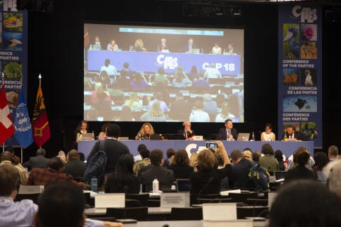 View of CITES CoP18 representatives in person and on large screen from a delegate's perspective