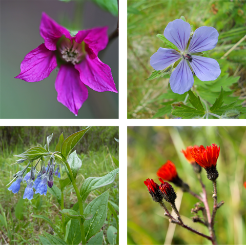 A collage of four pictures of flowers. The top left is a pink salmonberry flower. The top right is a purple woolly geranium. The bottom left is a bunch of bluebells. The bottom right is an orange hawkweed.