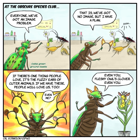 A 4 panel comic. Panel 1 says, At the Obscure Species Club. A delta green ground beetle says to a small group of species, Everyone, we've got an image problem. In panel 2 the beetle says, that is, we've got no image, but I have a plan. The species in the background say, oooh. In panel 3, the beetle is wearing fox ears and holding up four headbands with other animal ears. The beetle says, if there's one thing people love, it's the fuzzy ears of cuter animals. If we have these, people will love us too. Offscreen, someone is saying, Even me? In panel 4, the beetle has put a headband with deer ears and antlers on a plant in a pot with small yellow flowers. The beetle says, even you, fleshy owl's clover. Even you. The plant looks flustered somehow.