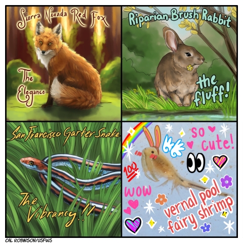 A 4 panel comic. Panel 1 has artwork of a moody Sierra Nevada red fox looking toward the viewer in sunset lighting in a forest. Text reads, The elegance. Panel 2 has artwork of a riparian brush rabbit sitting in grass on the edge of water with a flower in its mouth looking cute. Text reads, the fluff! Panel 3 has artwork of a black, red, and light blue San Francisco Garter Snake in grass. Text reads, the vibrancy! Panel 4 has a photo of a vernal pool fairy shrimp with words and drawings added over the photo like in a photo editor. Rabbit ears and wings have been drawn onto the shrimp. The words say, so cute! wow. There are drawings of flowers, hearts, sparkles, and a rainbow. There is a drawing of the eyes emoji looking at the shrimp and a number one hundred emoji. 