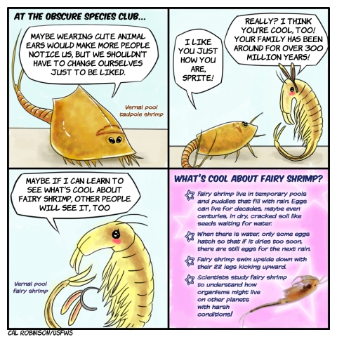 A 4 panel comic. Panel 1 says, at the obscure species club. A vernal pool tadpole shrimp says, maybe wearing cute animal ears would make more people notice us, but we shouldn't have to change ourselves just to be liked. In panel 2, the tadpole shrimp walks up to the fairy shrimp, who is wearing rabbit ears, and says, I like you just how you are, Sprite! The fairy shrimp says, Really? I think you're cool, too! Your family has been around for over three hundred million years! In panel 3, the fairy shrimp has taken off the rabbit ears and is looking hopeful. The fairy shrimp says, Maybe if I can learn to see what's cool about fairy shrimp, other people will see it, too. In panel 4, there is a photo of a fairy shrimp and four facts about fairy shrimp. The text reads, What's cool about fairy shrimp? One. Fairy shrimp live in temporary pools and puddles that fill with rain. Eggs can live for decades, maybe even centures, in dry, cracked soil like seeds waiting for water. Two. When there is water, only some eggs hatch so that if it dries too soon, there are still eggs for the next rain. Three. Fairy shrimp swim upside down with their twenty two legs kicking upward. Four. Scientists study fairy shrimp to understand how organisms might live on other planets with harsh conditions.