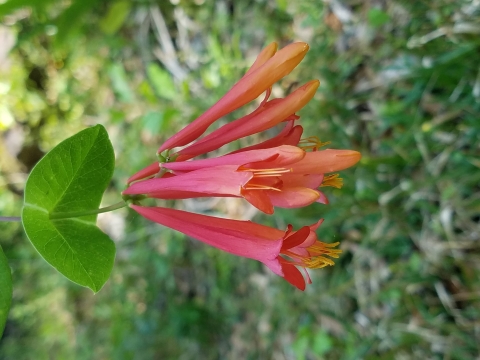 Red coral honeysuckle flowers in front of blurred out vegetation