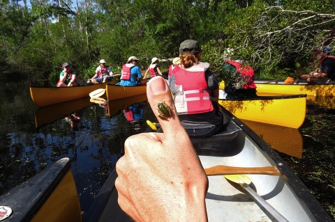Cricket Frog sitting on a person's raised thumb while canoeing in a group.