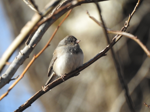Dark-eyed Junco perched on a bare branch, looking to its side.