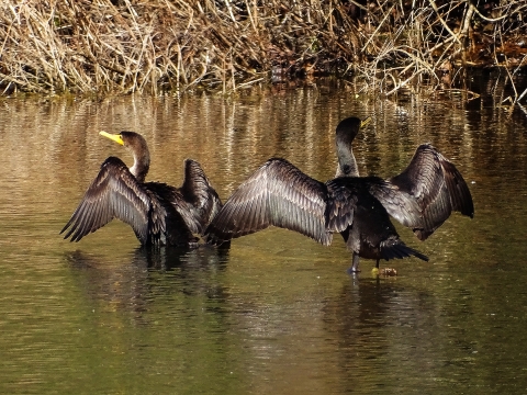 Double Crested Cormorants Sunning their wings in the water