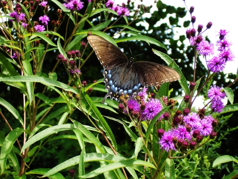 Eastern Tiger Swallowtail butterfly that landed on a New York Ironweed