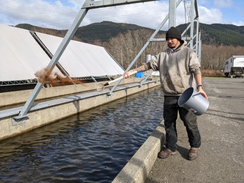 A staff member feeds fish at Makah National Fish Hatchery. 