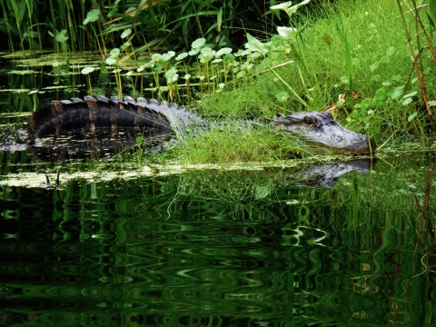 A large Alligator laying in water and grass at the banks edge.