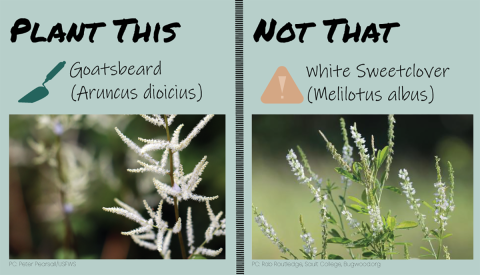 Split panel. On the left, text reads “Plant This” with a trowel symbol and the words “Goatsbeard (Aruncus dioicius)”. Below text, image of thin branch with white flower clusters. On the right, text reads “Not that” with a caution symbol and the words “White sweetclover (Melilotus albus)”. Below text, image of green stems, with trifoliate leaves and white flowers.