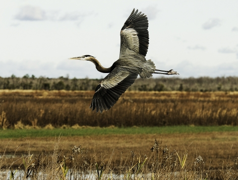 Great Blue Heron in flight over fields