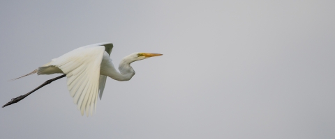Large white bird in flight against grey sky.
