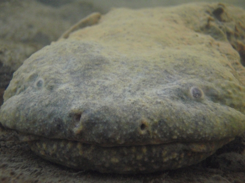Close up of a hellbender's face. It is flat and muddy, with two nostrils visible above it's mouth, and two small eyes on either side of it's face. 