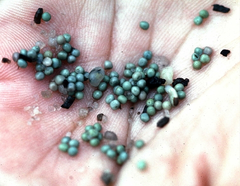 dozens on tiny blue eggs in the palm of a hand