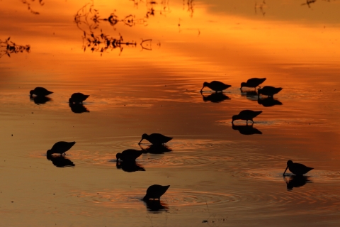 birds feed in shallow water as sun rises/sets