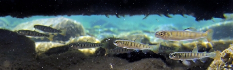 small barred fish swim under a log