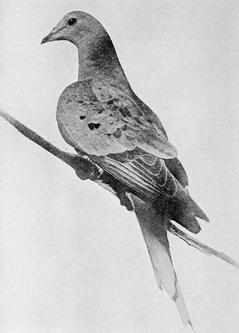 Black and white portrait of pigeon perched on branch.