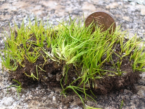 Small plant growing on granite rock pictured alongside a penny for scale