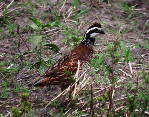 Northern Bobwhite walking through the foliage
