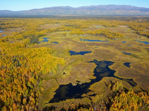 landscape of forests and wetlands