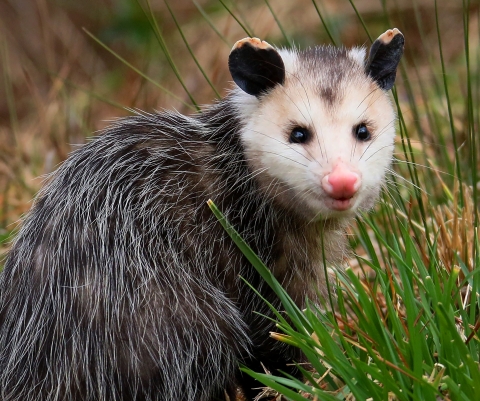 Opossum sitting in the grass