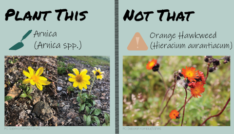 Split panel. On the left, text reads “Plant This” with a trowel symbol and the words “Arnica (Arnica spp.)”. Below text, image of two similar looking flowers that have yellow petals. On the right, text reads “Not that” with a caution symbol and the words “Orange hawkweed (Hieracium aurantiacum)”. Below text, image of bright orange flower with a yellow center.