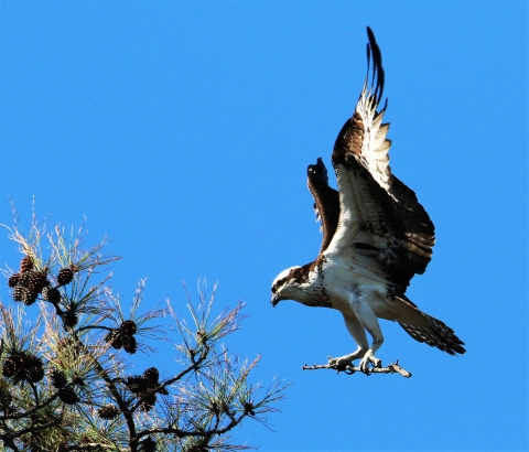 Osprey in flight carrying a twig