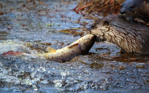 Otter in the water catching a large fish.