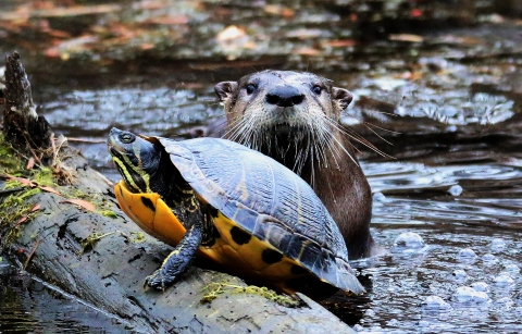 An otter sticks its head out of the water next to a turtle getting out of the water onto a log.
