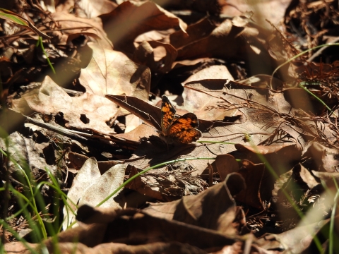 Pearl Crescent butterfly perched in oak leaf litter.