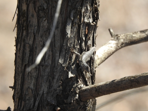 Prairie lizard climbing a tree. Its gray colors and scale texture allow it to blend in with the tree very well.