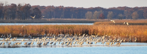 A group of cranes gather in a wetland with fall foliage in the background.