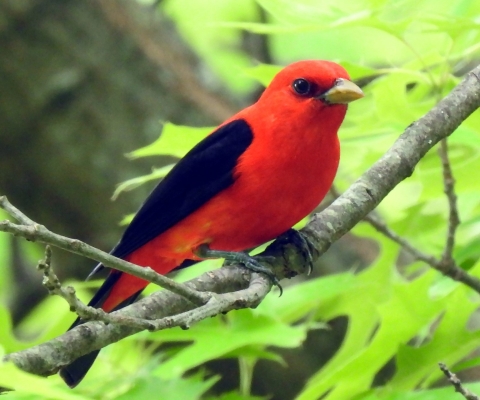 A bright red bird with black wings perches on a branch with bright green leaves. 